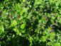 Preview: Sehr hübsche rotbraune Blüte des Calycanthus floridus