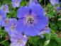 Preview: Blaue Blüte mit weißer Mitte - Storchschnabel Rozanne