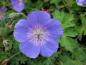 Preview: Leuchtend blaue Blüten: Storchschnabel Rozanne