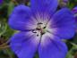 Preview: Nahaufnahme der blauen Blüte von Geranium Rozanne ®