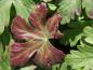 Preview: Geranium macrorrhizum Ingwersen