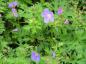 Preview: Geranium pratense Johnsons Blue in Blüte