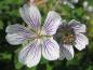 Preview: Dekorative lila Aderung der Blüten des Kaukasus-Storchschnabels