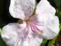Preview: Geranium cantabrigiense Biokovo