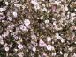 Preview: Tosa Blüte von Gypsophyila repens Rosea