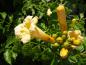 Preview: Blüte der Trompetenblume Flava