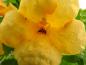 Preview: Campsis radicans Flava in Blüte