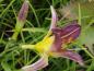 Preview: Hemerocallis Bleu Sheen