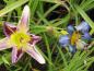 Preview: Hemerocallis Bleu Sheen