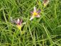 Preview: Hemerocallis Bleu Sheen