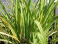 Preview: Hemerocallis Sammy Russel