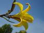 Preview: .Hemerocallis  minor