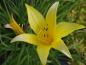 Preview: .Hemerocallis  minor