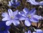 Preview: Blüte von Hepatica nobilis im Detail