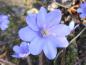 Preview: Blüte von Hepatica nobilis im Detail