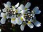 Preview: Iberis sempervirens Appen Etz in Blüte