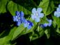 Preview: Omphalodes verna: Blaublühende Schattenpflanze