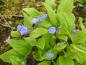 Preview: Frühlings-Gedenkemein: Zarte blauen Blüten mit weißer Zeichnung