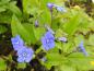 Preview: Zarte blaue Blüten erhellen im Frühjahr schattige Bereiche: Gedenkemein