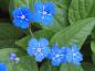 Preview: Nahaufnahme der leuchtend blauen Blüten von Omphalodes verna