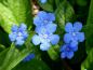 Preview: Himmelblaublühende Omphalodes verna