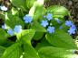 Preview: Blaublühender Bodendecker - Frühlingsgedenkemein