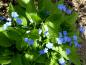 Preview: Omphalodes verna - ein blaublühender Bodendecker für schattige Bereiche