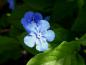 Preview: Leuchtend blaue Blüte mit weißer Mitte - Frühlings-Gedenkemein
