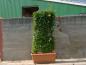 Preview: Carpinus betulus Fastigiata Heckenelement 160 x 90 x 30 cm