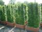 Preview: Carpinus betulus Fastigiata Heckenelement 160 x 90 x 30 cm