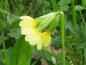 Preview: Primula elatior - gelbe Blüte