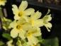 Preview: Gelbe Blüten der Primula elatior