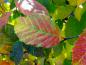 Preview: Carpinus carolianum mit anfänglicher Herbstfärbung Mitte Oktober