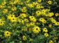 Preview: Rudbeckia fulgida Goldsturm in Blüte