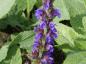 Preview: Violette Blüten des Garten-Salbeis Ostfriesland