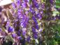 Preview: Salvia nemorosa Ostfriesland, Detailaufnahme der Blüte