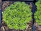Preview: .Saxifraga arendsii Red Cap