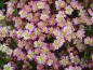 Preview: .Saxifraga arendsii Red Cap
