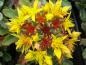 Preview: Sedum floriferum Weihenstephaner Gold Fettblatt - gelbe Blüten und rote Früchte