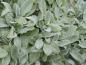 Preview: Stachys byzantina Silver Carpet