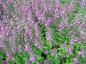 Preview: Blütenflor von Teucrium chamaedrys