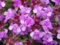 Preview: Thymus serpyllum Magic Carpet