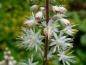 Preview: Kleine filigrane, weiße Blüten - die Schaumblüte