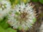 Preview: Weiße Blütentraube der Schaumblüte in Draufsicht