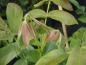 Preview: Bitternötshickory, Carya cordiformis
