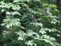 Preview: Bitternötshickory, Carya cordiformis