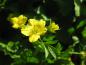 Preview: Hohe Golderdbeere - gelbe Blüten im Mai