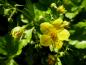 Preview: Waldsteinia ternata - beginnende Blüte Anfang April