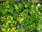 Preview: Waldsteinia ternata ist ein schöner, flacher Bodendecker