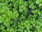 Preview: Waldsteinia ternata deckt den Boden schnell und effektiv.